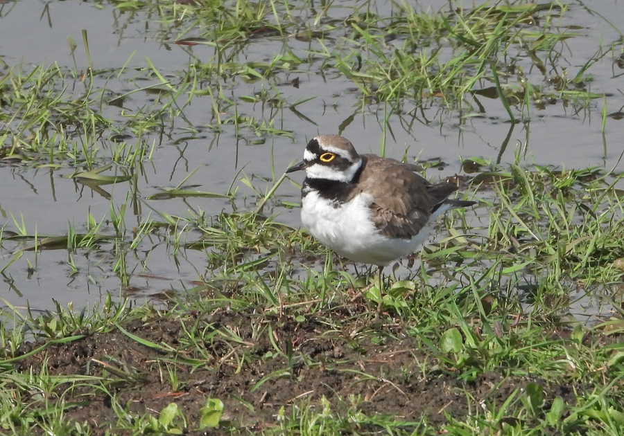 Charadrius dubius Kleine Plevier Little Ringed Plover